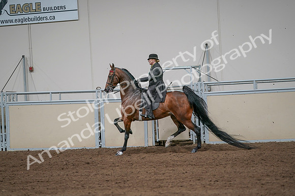 2020 - AB Morgan Horse - Fri, Sept 04 - 09671