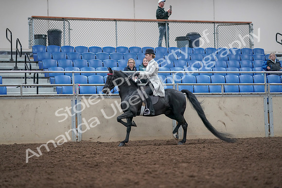 2019 Morgan Horse Show - Aug 31, 2019 - 09423