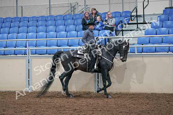 2020 - AB Morgan Horse - Fri, Sept 04 - 08472