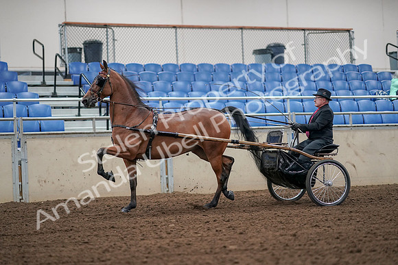 2019 Morgan Horse Show - Aug 30, 2019 - 13193