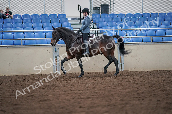 2019 Morgan Horse Show - Aug 30, 2019 - 18419