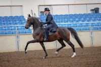 2019 Morgan Horse Show - Aug 30, 2019 - 24296
