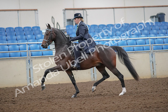 2019 Morgan Horse Show - Aug 30, 2019 - 24296
