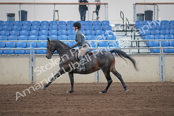 2019 Morgan Horse Show - Sept 01, 2019 - 11005