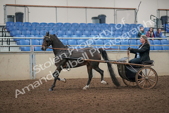 2019 Morgan Horse Show - Aug 31, 2019 - 04395