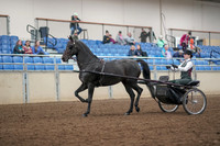 2019 Morgan Horse Show - Aug 31, 2019 - 04625