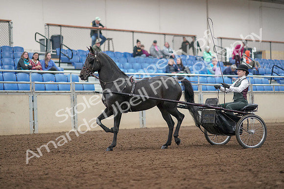 2019 Morgan Horse Show - Aug 31, 2019 - 04625