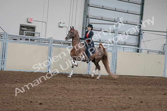 2020 - AB Morgan Horse - Fri, Sept 04 - 09583