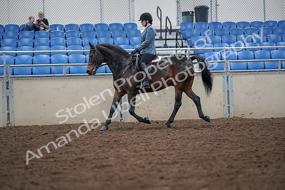 2019 Morgan Horse Show - Aug 30, 2019 - 18422
