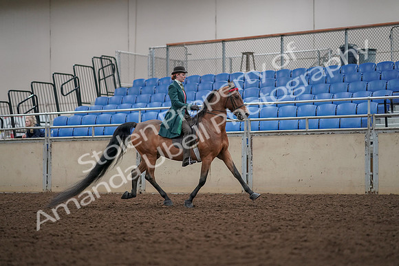 2019 Morgan Horse Show - Aug 30, 2019 - 28056