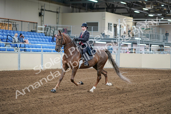 2020 - AB Morgan Horse - Sat, Sept 05 - 06051