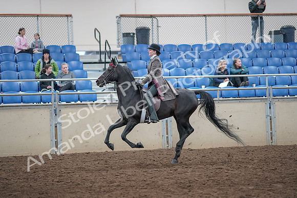 2019 Morgan Horse Show - Aug 31, 2019 - 09481