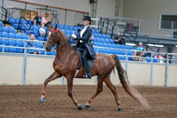 2020 - AB Morgan Horse - Fri, Sept 04 - 06243