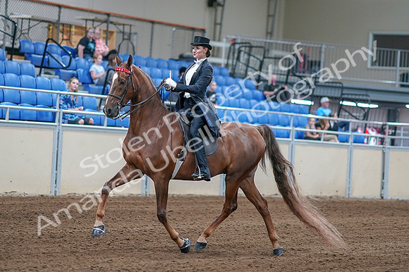 2020 - AB Morgan Horse - Fri, Sept 04 - 06243