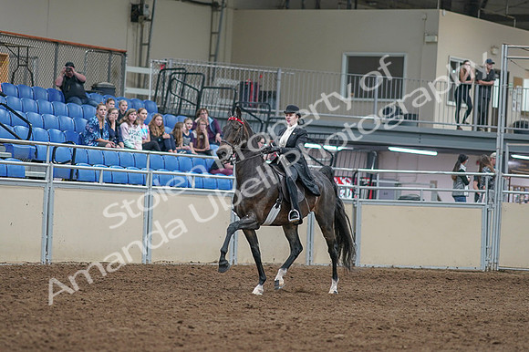 2020 - AB Morgan Horse - Fri, Sept 04 - 11324