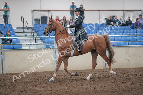 2019 Morgan Horse Show - Aug 31, 2019 - 20555
