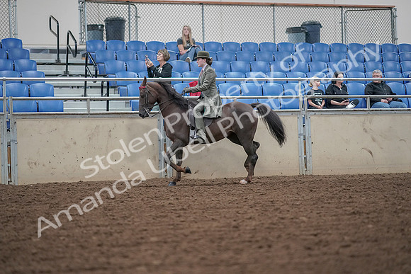 2019 Morgan Horse Show - Aug 30, 2019 - 15313