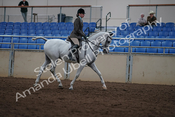 2019 Morgan Horse Show - Sept 01, 2019 - 08872