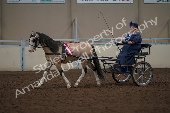 2019 Morgan Horse Show - Aug 31, 2019 - 04614