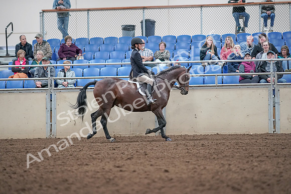 2019 Morgan Horse Show - Aug 31, 2019 - 19694