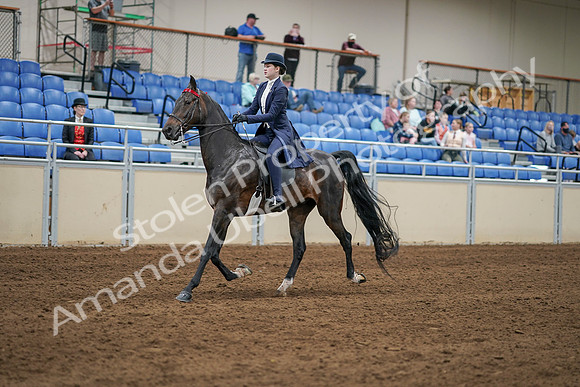 2020 - AB Morgan Horse - Sat, Sept 05 - 06269