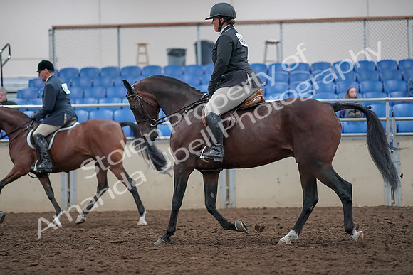 2019 Morgan Horse Show - Aug 31, 2019 - 14724