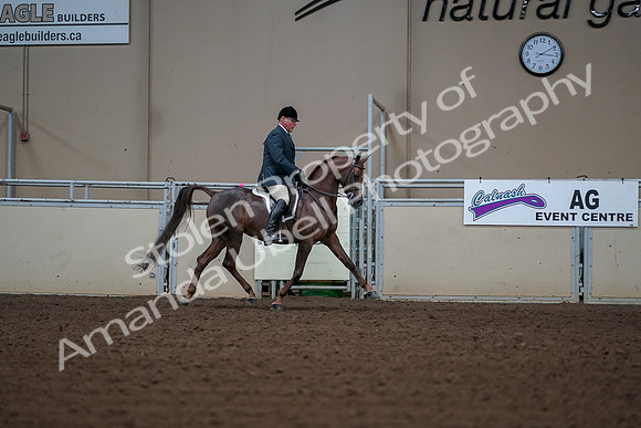 2019 Morgan Horse Show - Aug 30, 2019 - 17649