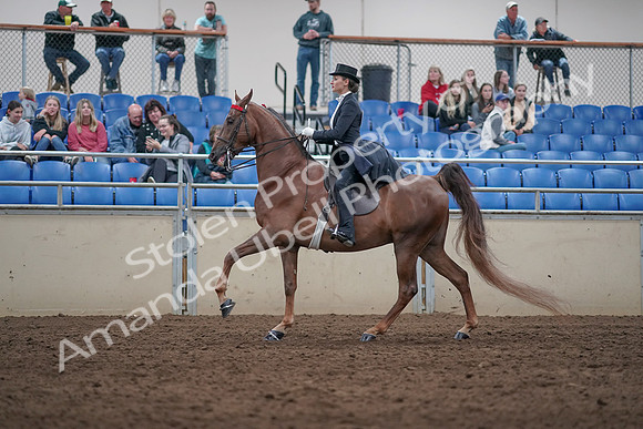 2019 Morgan Horse Show - Aug 31, 2019 - 20576