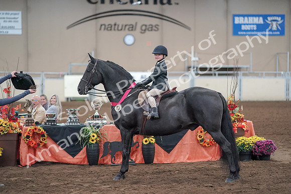 2019 Morgan Horse Show - Aug 31, 2019 - 19778