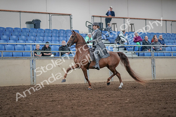 2019 Morgan Horse Show - Aug 30, 2019 - 15347