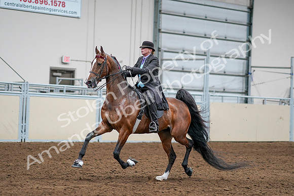 2020 - AB Morgan Horse - Sat, Sept 05 - 13166