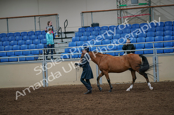 2020 - AB Morgan Horse - Fri, Sept 04 - 00947