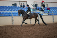 2019 Morgan Horse Show - Aug 30, 2019 - 19857