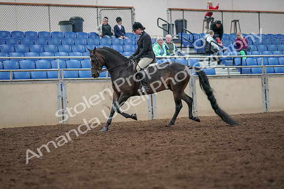 2019 Morgan Horse Show - Aug 30, 2019 - 19857