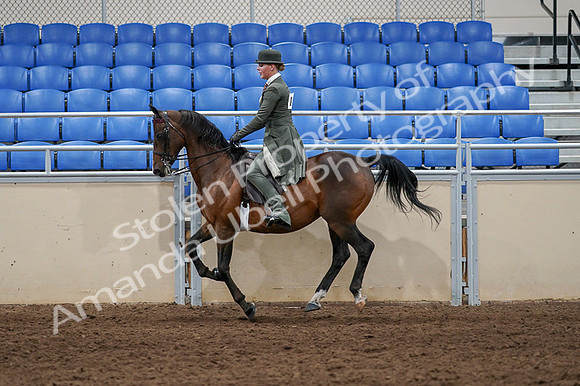 2020 - AB Morgan Horse - Fri, Sept 04 - 03321