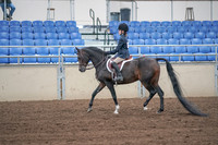 2019 Morgan Horse Show - Sept 01, 2019 - 05488