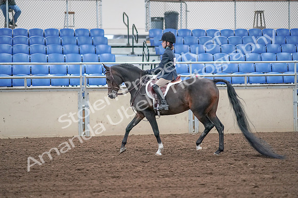 2019 Morgan Horse Show - Sept 01, 2019 - 05488