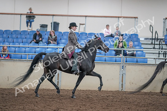 2019 Morgan Horse Show - Aug 31, 2019 - 09663