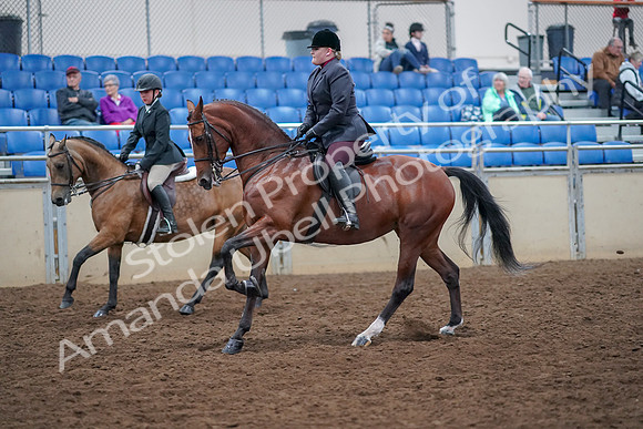 2019 Morgan Horse Show - Aug 30, 2019 - 20522