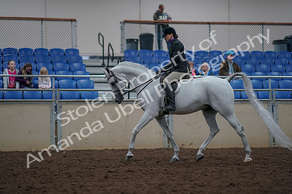 2019 Morgan Horse Show - Aug 31, 2019 - 15908