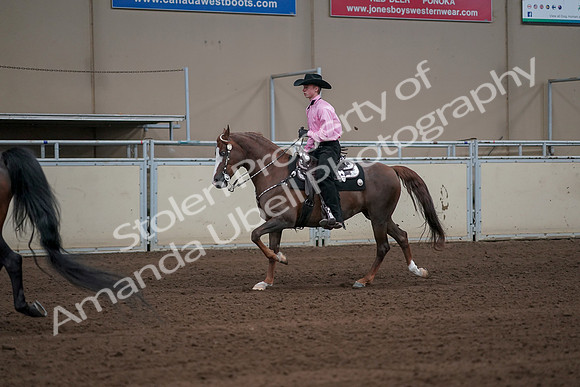 2019 Morgan Horse Show - Sept 01, 2019 - 06991