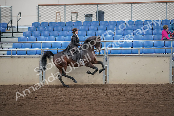 2019 Morgan Horse Show - Aug 30, 2019 - 28162