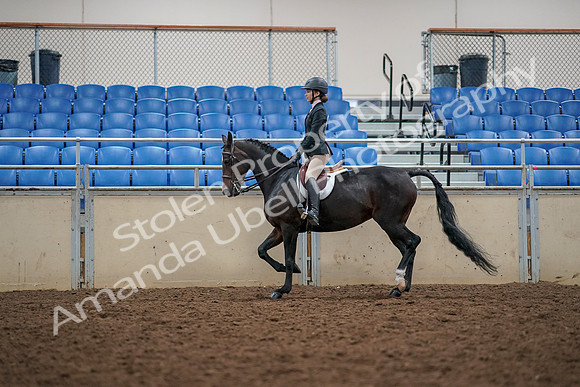 2019 Morgan Horse Show - Aug 30, 2019 - 23313