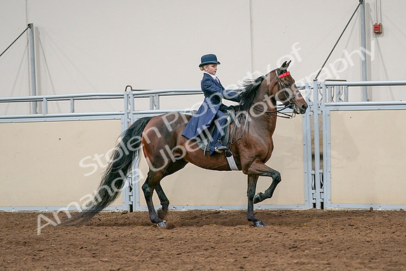 2020 - AB Morgan Horse - Sat, Sept 05 - 04849
