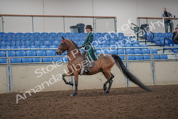 2019 Morgan Horse Show - Aug 30, 2019 - 27875