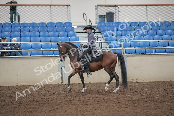 2019 Morgan Horse Show - Aug 31, 2019 - 06047