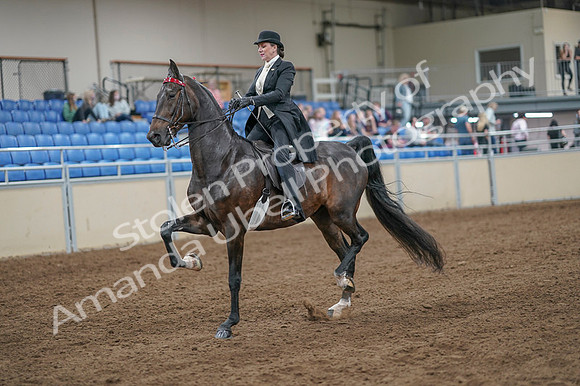 2020 - AB Morgan Horse - Fri, Sept 04 - 11122