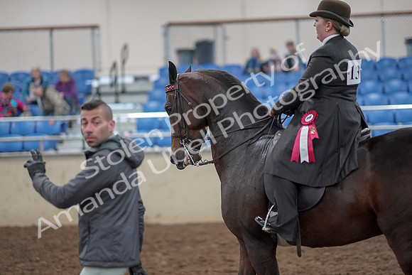2019 Morgan Horse Show - Aug 30, 2019 - 28276