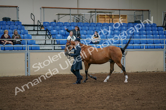 2020 - AB Morgan Horse - Fri, Sept 04 - 00876