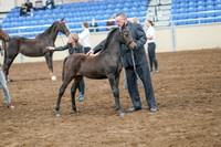 2020 - AB Morgan Horse - Sat, Sept 05 - 00678